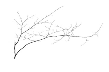 a small tree in winter in deep snow