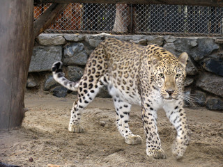 persian leopard