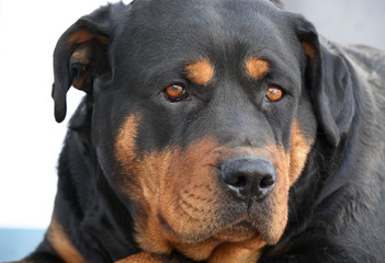 portrait of a rottweiler