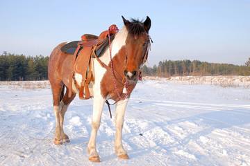 western 01