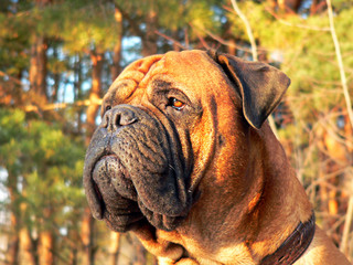 bullmastiff head01