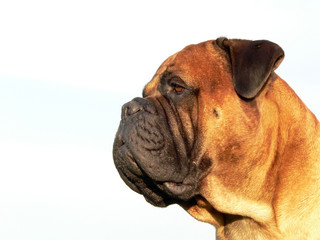 Obraz premium bullmastiff head03