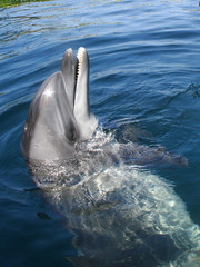 delfin © Katarzyna M. Wächter