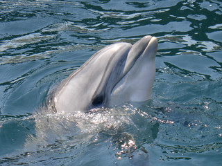 delfin © Katarzyna M. Wächter