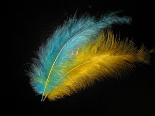 ''feather 3''