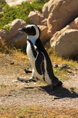 Obraz premium jackass penguin (demersus spheniscus)