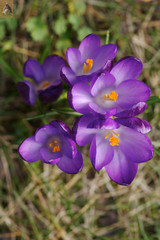 crocus 002