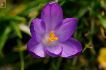 crocus 003