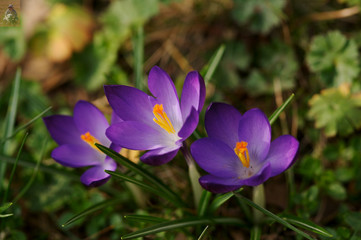 crocus 004