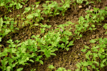 young parsley close-up
