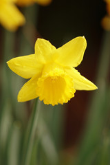 yellow easter daffodil
