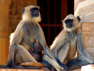 india, chittorgarh: couple of monkeys with a baby in a jain temp