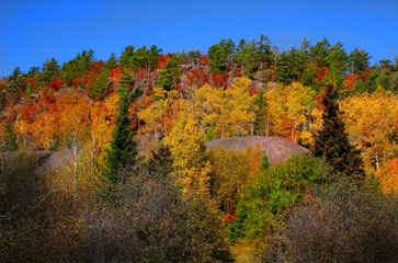 Fototapeta premium autumn trees