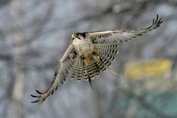 falcon