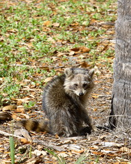 Fototapeta premium young raccoon