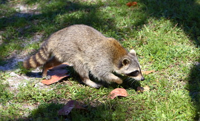 adult raccoon