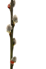 catkins