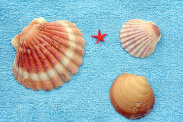 shells and starfish