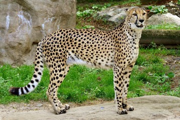 cheetah