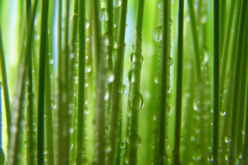 Fototapeta na wymiar zielona trawa słomki