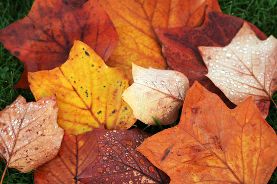 autumn leaves - Powered by Adobe
