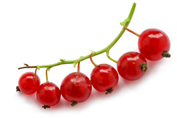 branch of red currant on white background