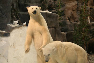 polar bears