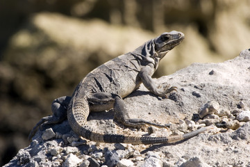 iguana