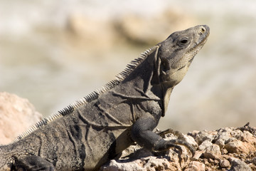 iguana