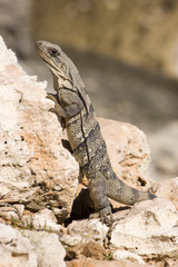 iguana