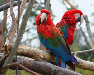 two macaws