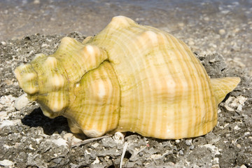 sea conch