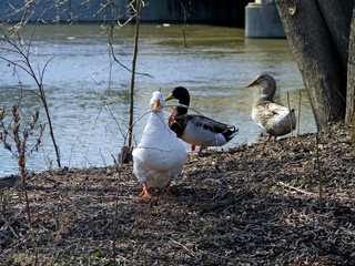 white goose stand out