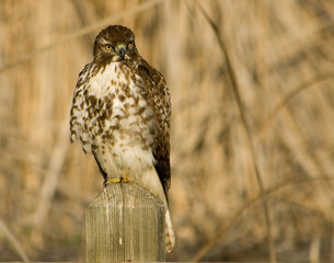red-tailed hawk (buteo jamaicensis)