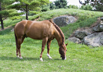 horse grazing