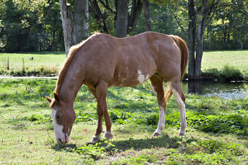 Obraz premium farm horse