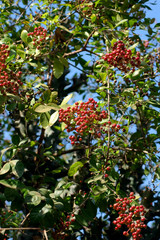 india, chittorgarh: henna tree