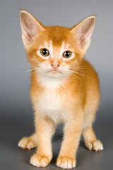 Obraz premium kitten in studio