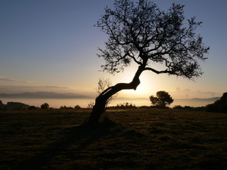 Fototapeta premium amandier le matin