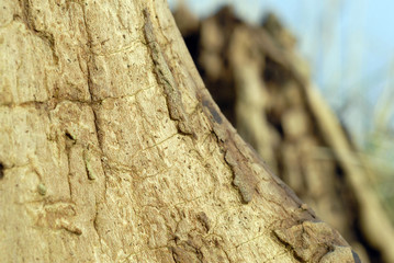 wooden organic background texture #8