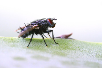 mosca in posa