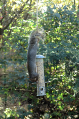 squirrel hanging from bird feeder