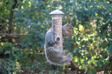 squirrel hanging from birdfeeder