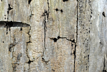 wooden texture #8