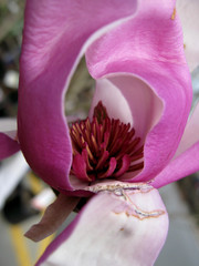 Fototapeta na wymiar plate magnolia bloom
