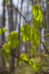 Obraz premium new leafs in springtime