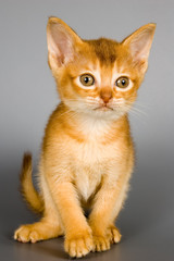 Obraz premium kitten in studio