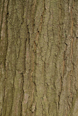 Fototapeta premium rind of a tree