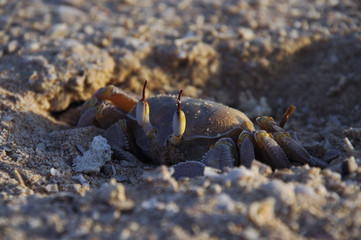 crab burrow