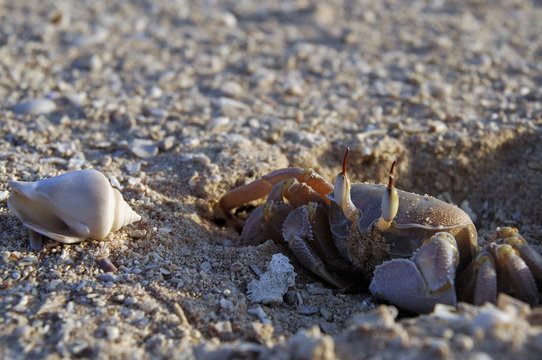 crab and shell